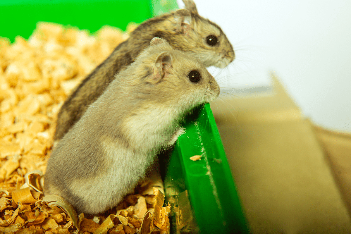 Quelle Est La Dur e De Vie D un Hamster quelle-est-la-dur-e-de-vie-d-un-hamster