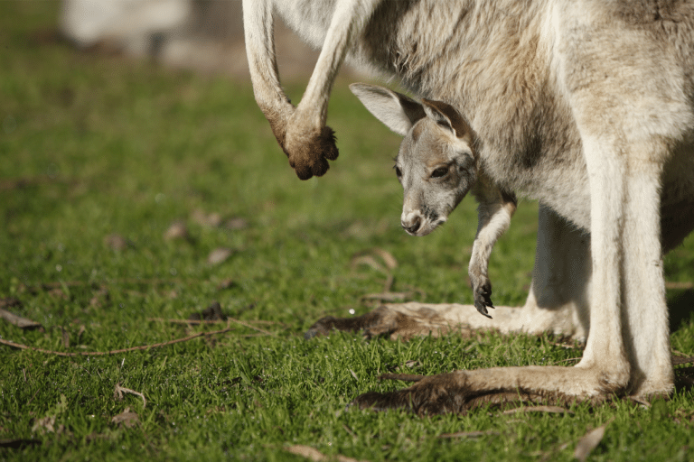 Le rôle essentiel de la poche kangourou dans le processus de reproduction — free download