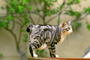 Kurilian Bobtail