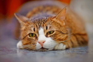 chat en dépression