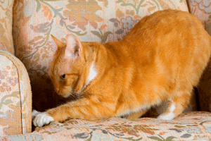 chat qui fait ses griffes