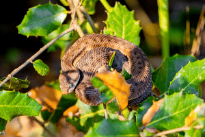 vipère aspic sur un arbre au jardin