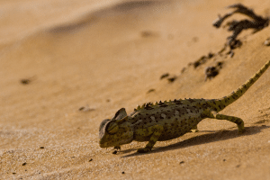 caméléon namaqua
