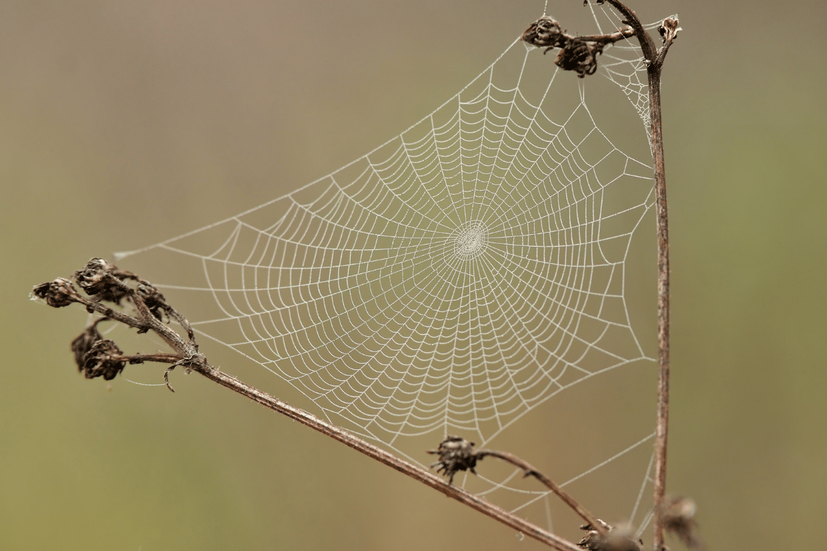 Les toiles d'araignées varient-elles vraiment selon l'espèce
