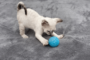 Devon rex