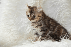 American curl
