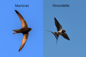 Différences morphologiques entre hirondelles et martinets