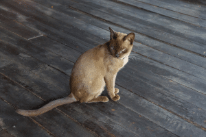Burmese