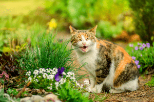 chat mignon