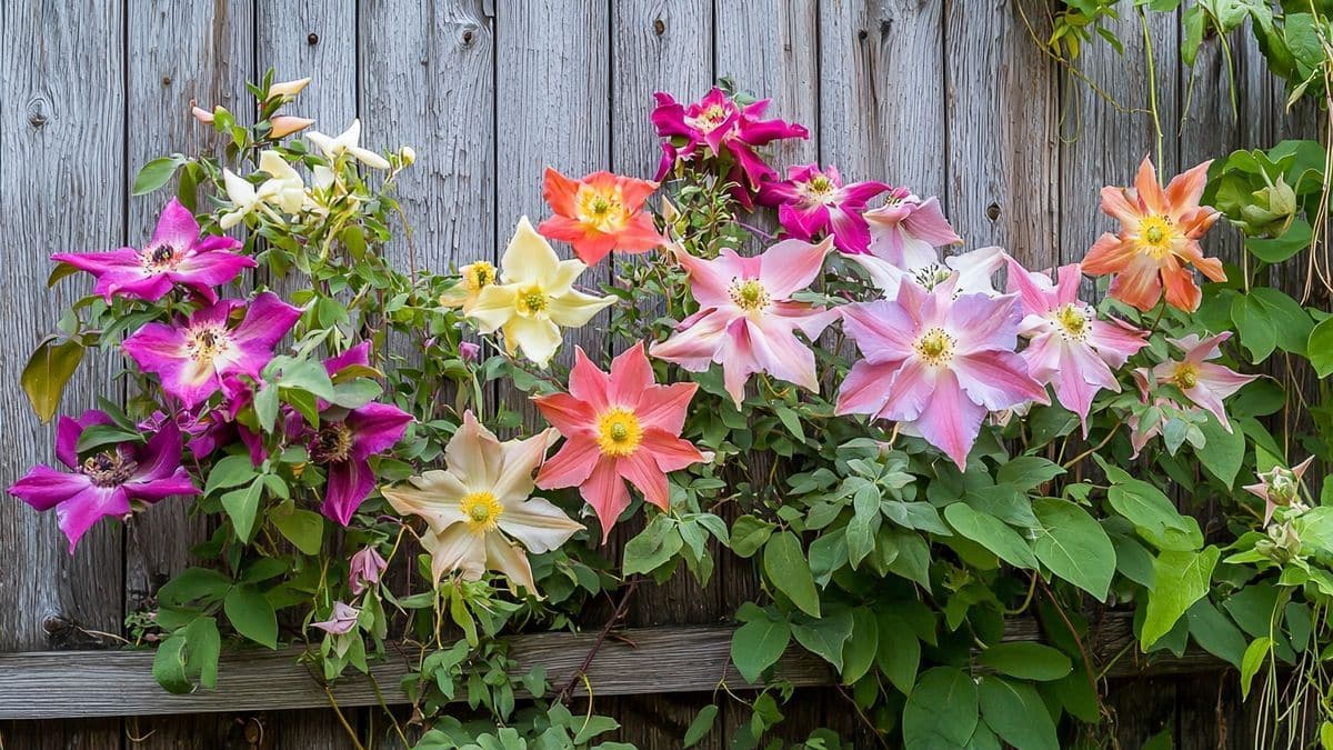 Cette grimpante que tout le monde oublie explose en fleurs en été
