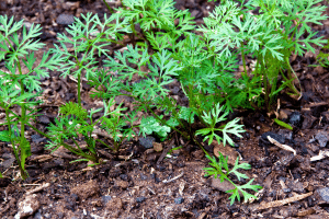 Le sol idéal pour les carottes