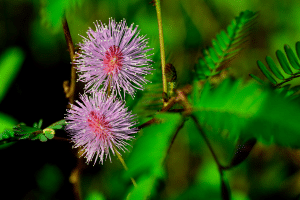 L'expérience fondatrice sur le mimosa pudica