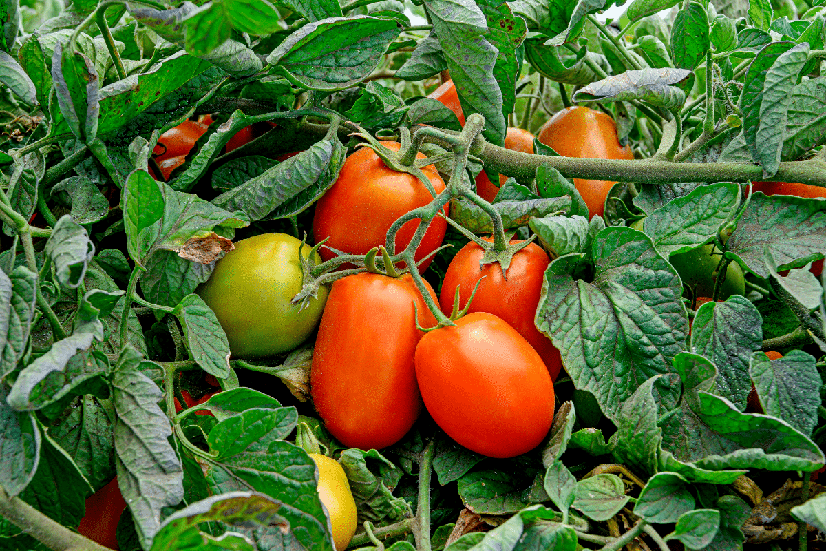Les 5 erreurs à éviter avec les tomates, selon un expert du potager