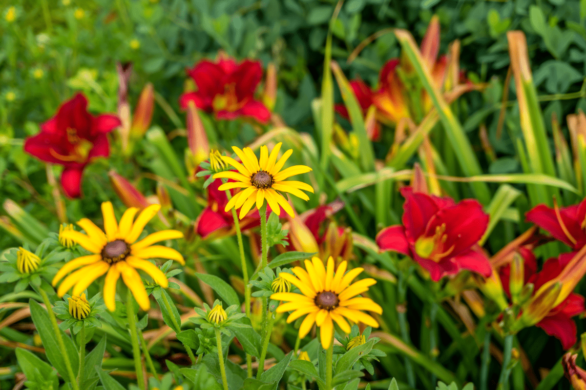 Comment mon jardin survit sans arrosage malgré les restrictions d’eau
