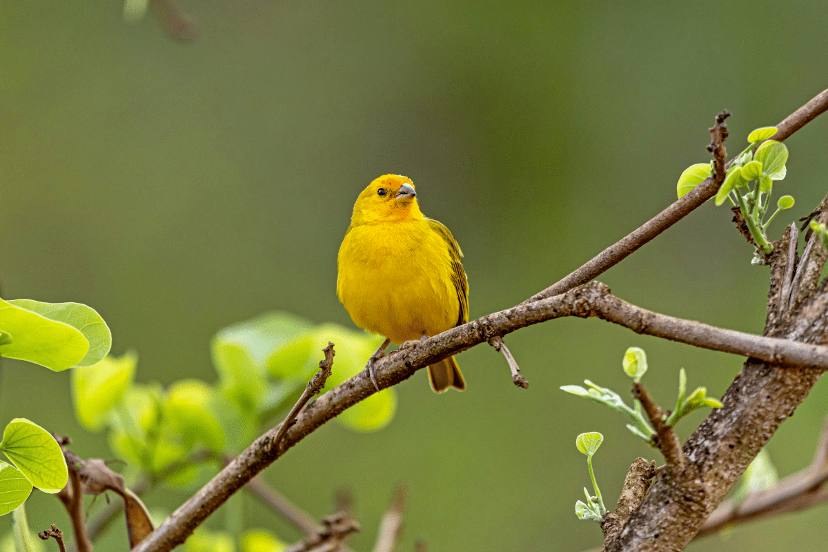 Si cet oiseau chante à votre fenêtre, c’est un signe rare et porteur de chance