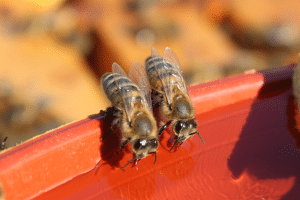 La méthode de la coupelle d’eau