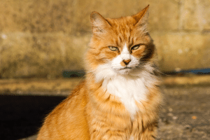 Le rôle de nounou et l’attachement aux humains