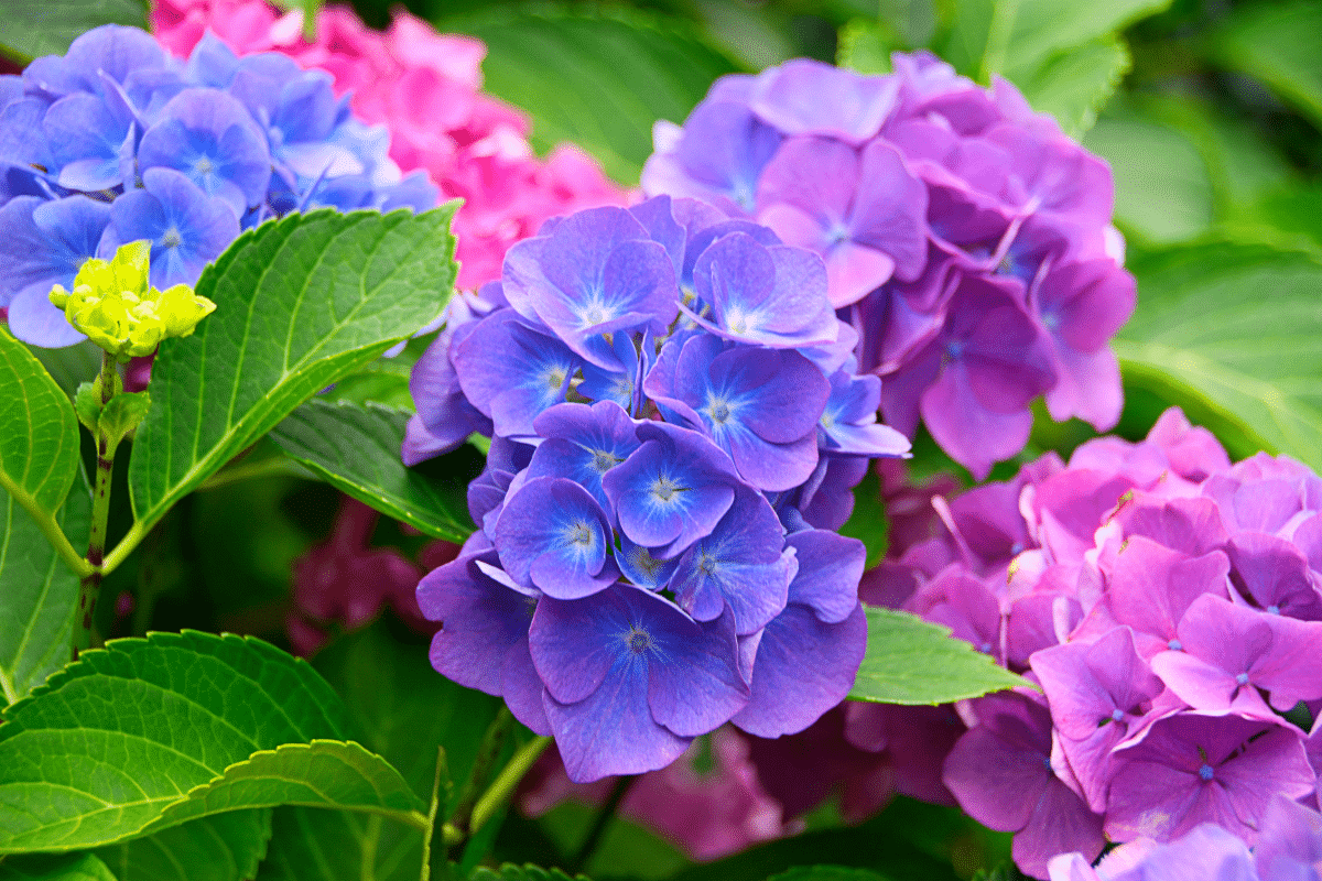 Je ne m’y attendais pas : cette eau colorée a métamorphosé mes hortensias en deux jours
