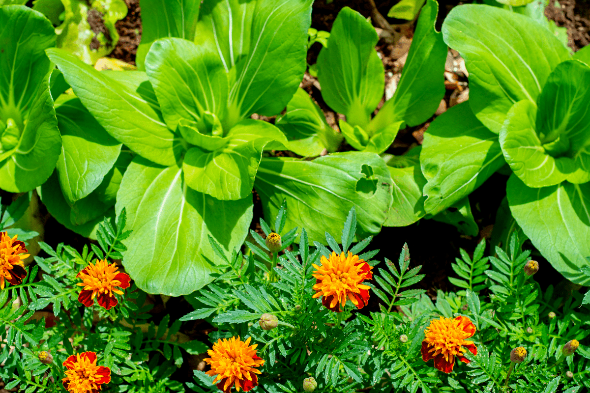 Ces fleurs protègent votre potager des pucerons et de l’oïdium avec une efficacité redoutable