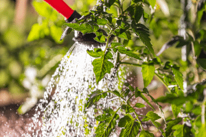 L’arrosage excessif : une menace pour les racines