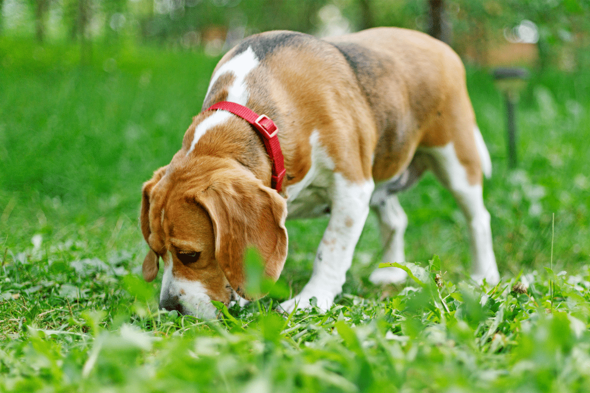 Pourquoi les chiens reniflent-ils tout ?