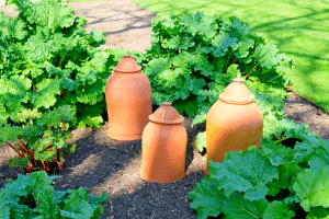 Utiliser des oyas pour une irrigation lente