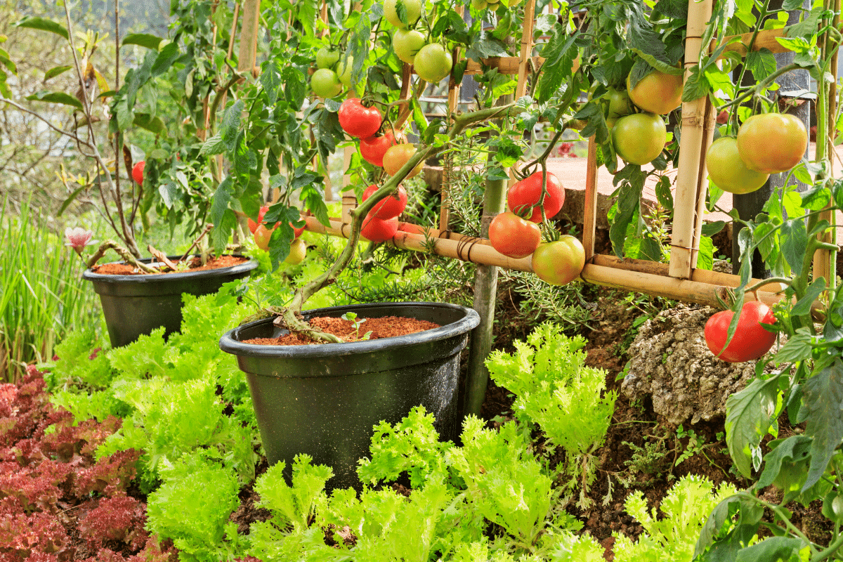 Planter cette variété trop près des tomates a ruiné ma récolte : à éviter absolument