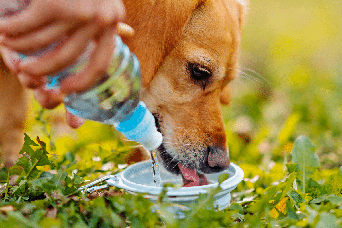 Canicule : 4 gestes simples pour éviter à vos animaux de compagnie de souffrir de la chaleur