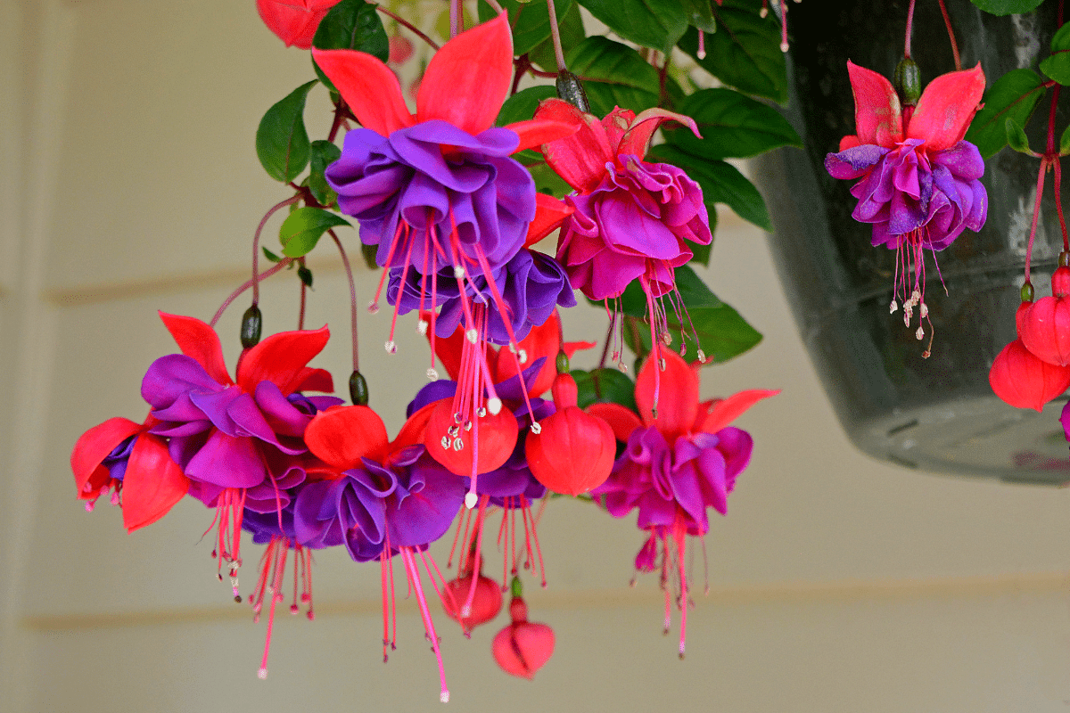 Le geste à faire sur vos fuchsias pour les faire fleurir jusqu’à l’automne