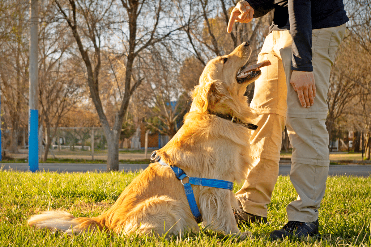 Un chien mal éduqué peut devenir dangereux : l’erreur que font encore trop de maîtres