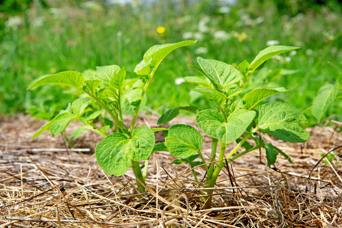 Ce paillage asiatique protège les légumes en pleine canicule : testé et approuvé