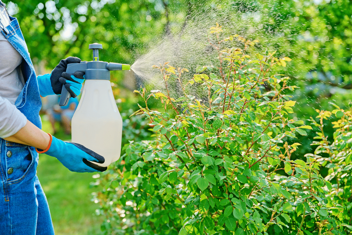 Un geste simple en août pour éliminer les pucerons durablement