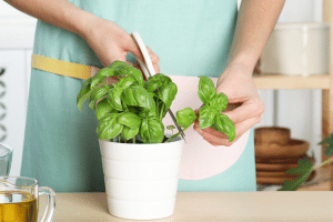 Basilic : comment éviter qu'il ne monte en graine