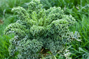 1. Le chou kale — le champion toutes saisons