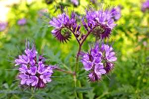 Pourquoi la phacélie est-elle idéale pour les semis d’août ?