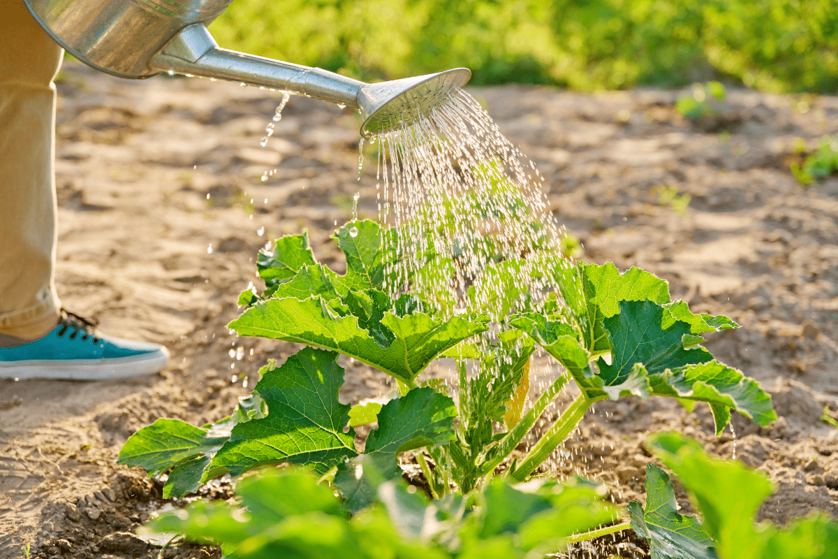 Courgettes fatiguées ? Ce réglage d’arrosage les relance aussitôt