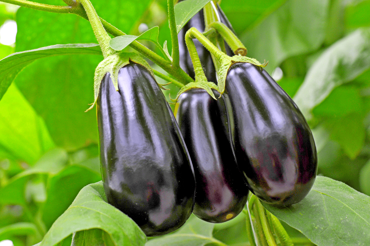 Une astuce d’août pour doubler la récolte d’aubergines sans effort
