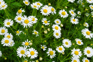 La camomille romaine