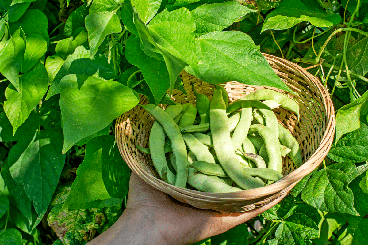 Encore des haricots en octobre grâce à cette technique d’août