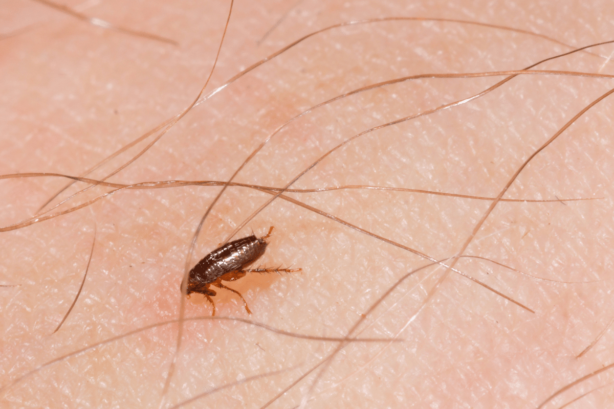 Puces de plancher : reconnaître, éliminer et prévenir ces nuisibles