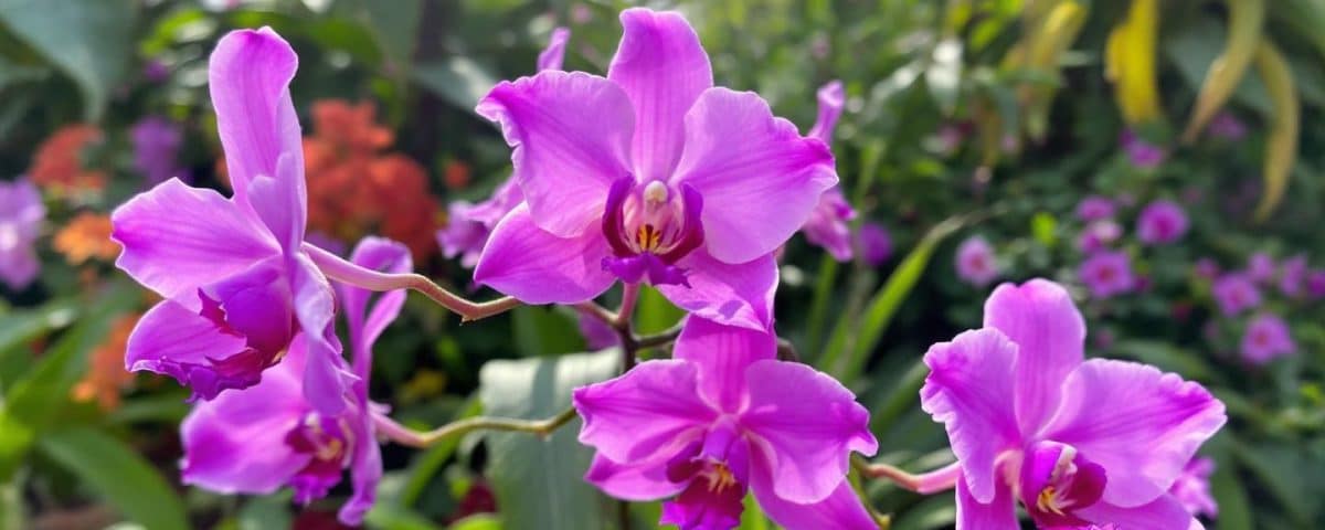 Cultiver des orchidées sauvages devient un jeu d’enfant avec cette méthode redoutable