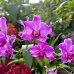 Cultiver des orchidées sauvages devient un jeu d’enfant avec cette méthode redoutable