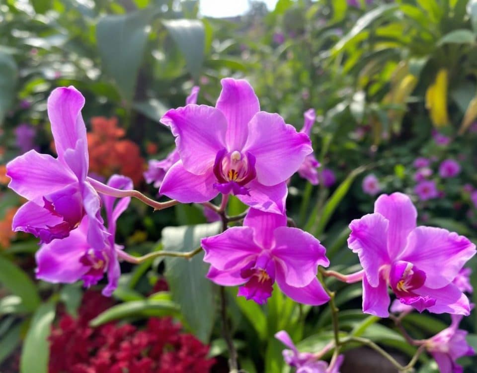 Cultiver des orchidées sauvages devient un jeu d’enfant avec cette méthode redoutable