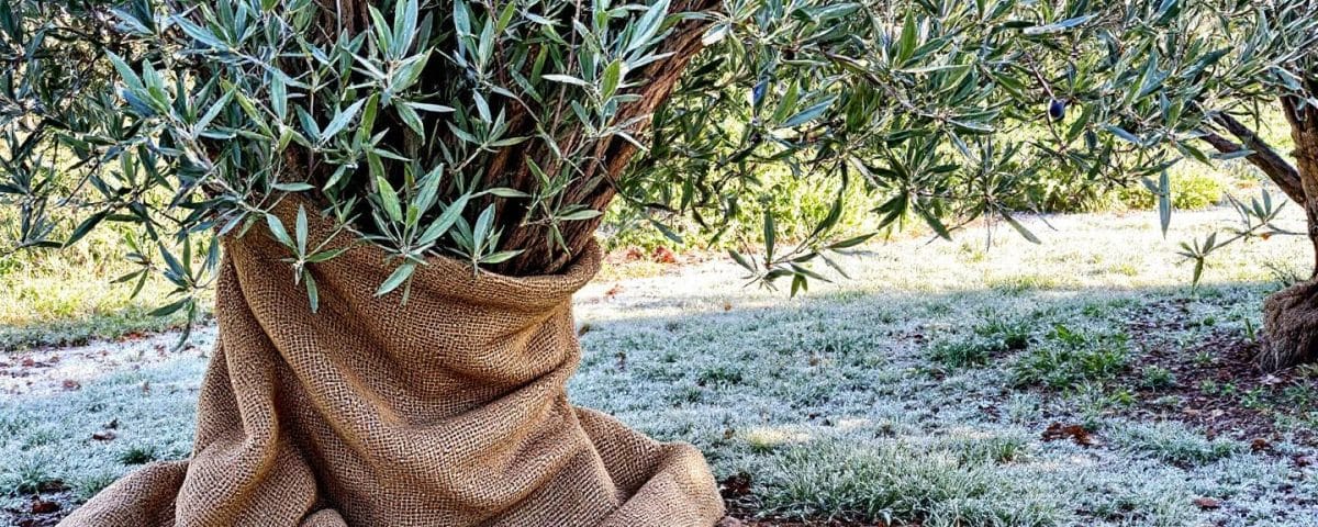 Un geste simple pour protéger ton olivier du froid et favoriser une belle reprise au printemps