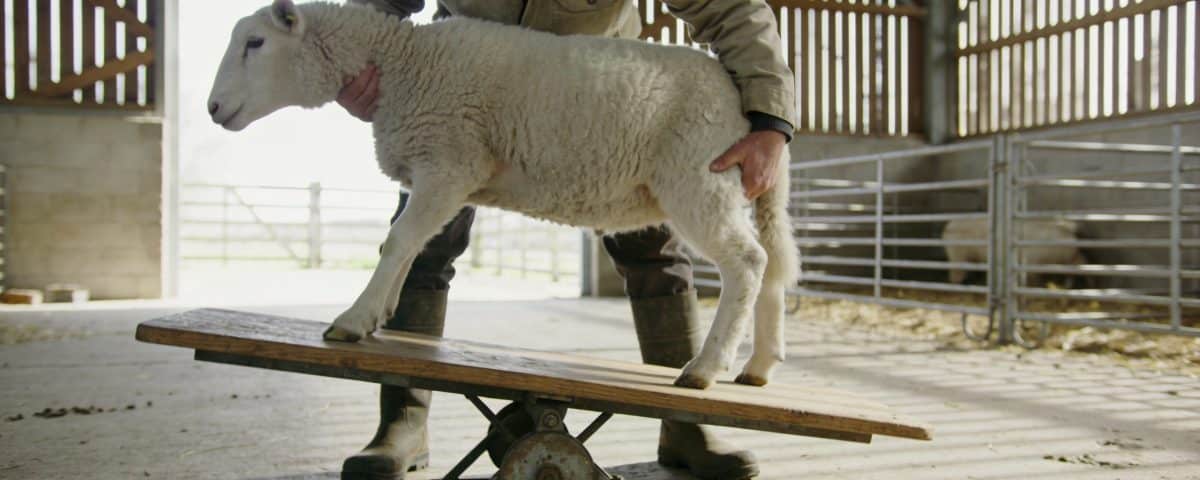 berger pese un mouton blanc sur balance