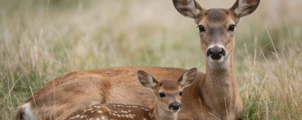 Biche couchée dans lherbe haute avec son faon