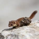 Petite crotte brune de fouine sur rocher