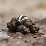 Petit amas de crottes de blaireau sur terre humide