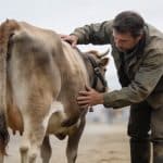 eleveur examinant une vache au marche local