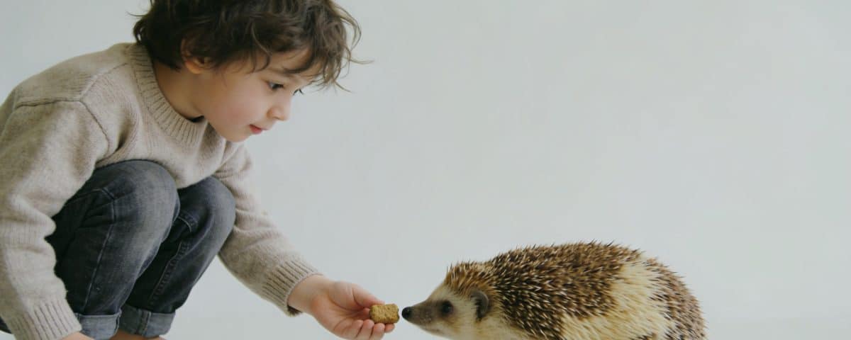 enfant accroupi donnant une croquette a un herisson